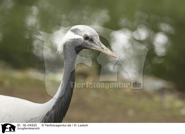 Jungfernkranich / demoiselle crane / HL-04920