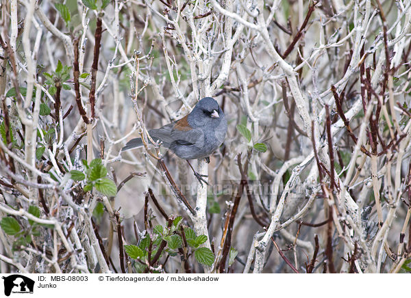 Junko / dark-eyed junco / MBS-08003
