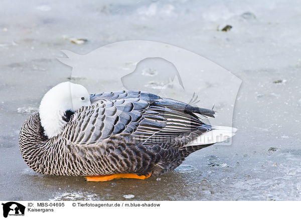 Kaisergans / emperor goose / MBS-04695