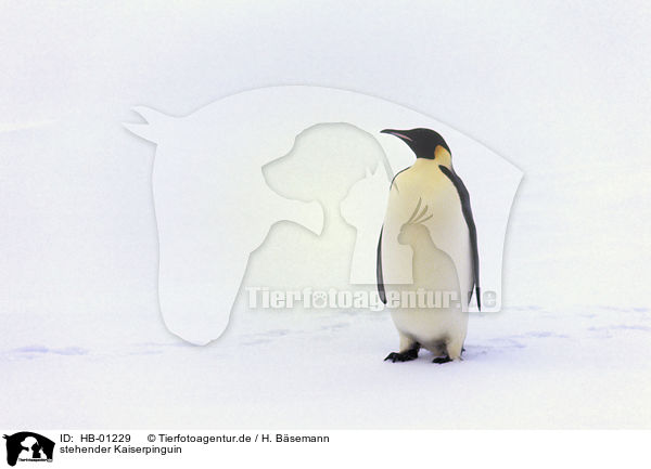 stehender Kaiserpinguin / standing emperor penguin / HB-01229