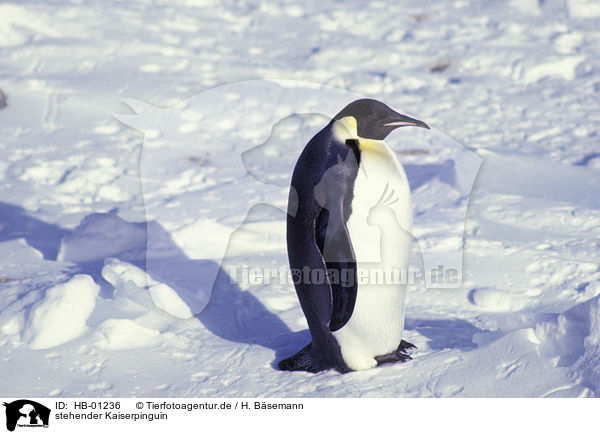stehender Kaiserpinguin / standing emperor penguin / HB-01236