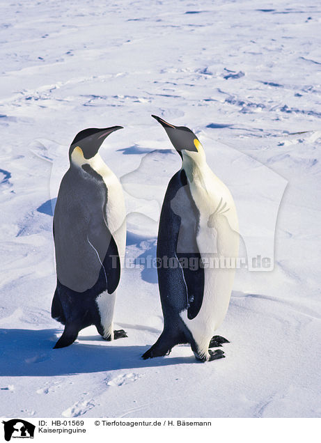Kaiserpinguine / emperor penguins / HB-01569