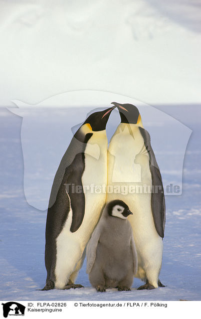 Kaiserpinguine / Emperor Penguins / FLPA-02826