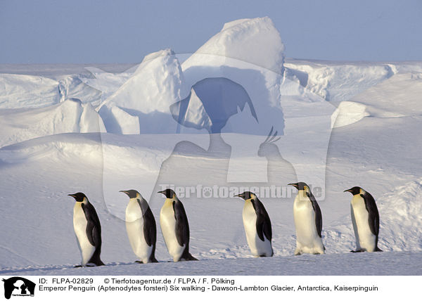 Emperor Penguin (Aptenodytes forsteri) Six walking - Dawson-Lambton Glacier, Antarctica, Kaiserpinguin / FLPA-02829