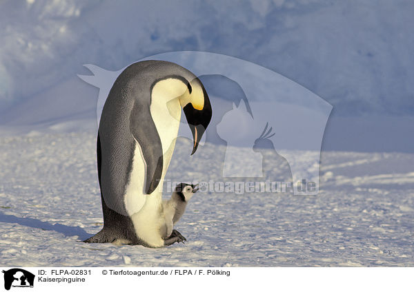 Kaiserpinguine / Emperor Penguins / FLPA-02831