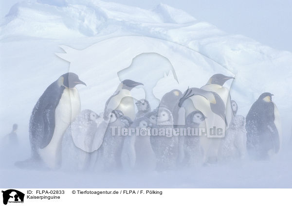 Kaiserpinguine / Emperor Penguins / FLPA-02833