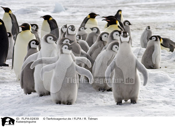 Kaiserpinguine / Emperor Penguins / FLPA-02839