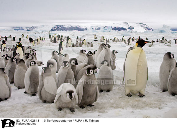 Kaiserpinguine / Emperor Penguins / FLPA-02843