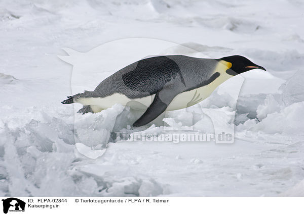 Kaiserpinguin / Emperor Penguin / FLPA-02844