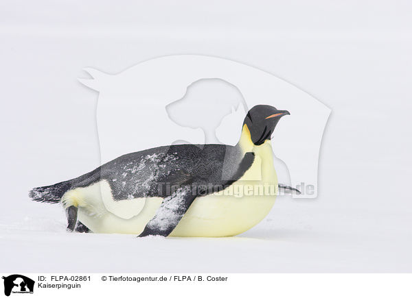 Kaiserpinguin / FLPA-02861