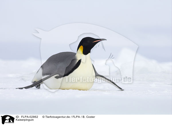 Kaiserpinguin / Emperor Penguin / FLPA-02862