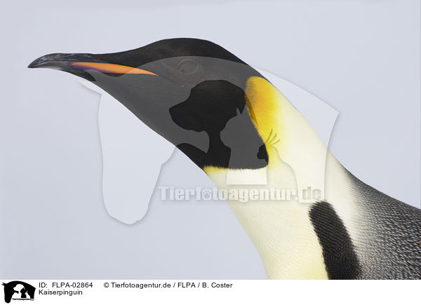 Kaiserpinguin / Emperor Penguin / FLPA-02864