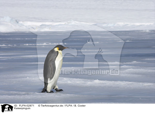 Kaiserpinguin / Emperor Penguin / FLPA-02871