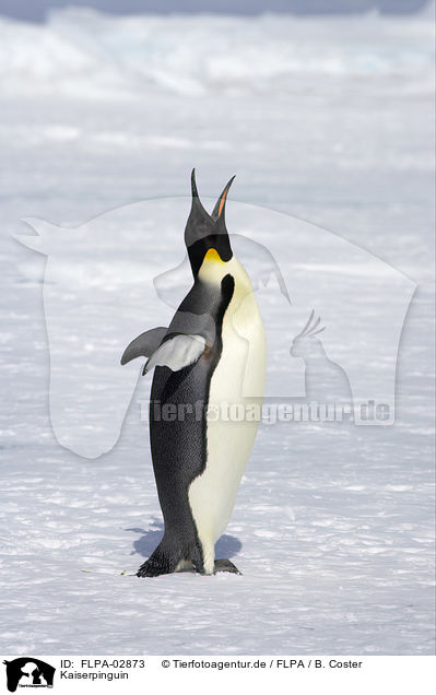 Kaiserpinguin / Emperor Penguin / FLPA-02873