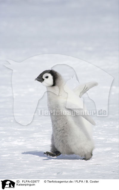 Kaiserpinguin / Emperor Penguin / FLPA-02877