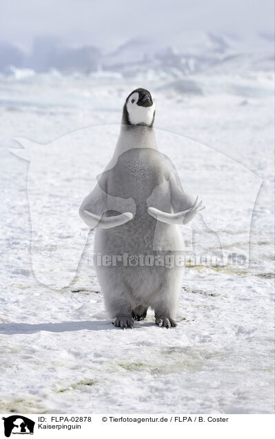 Kaiserpinguin / Emperor Penguin / FLPA-02878