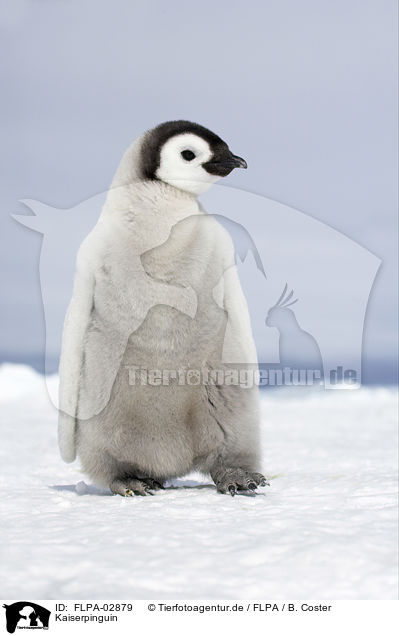 Kaiserpinguin / Emperor Penguin / FLPA-02879