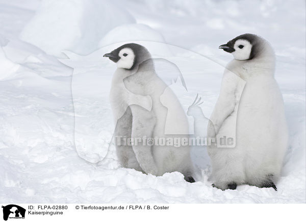 Kaiserpinguine / Emperor Penguins / FLPA-02880