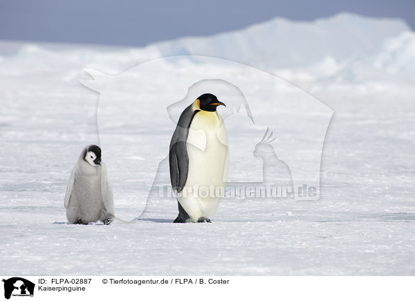 Kaiserpinguine / Emperor Penguins / FLPA-02887