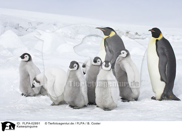 Kaiserpinguine / Emperor Penguins / FLPA-02891
