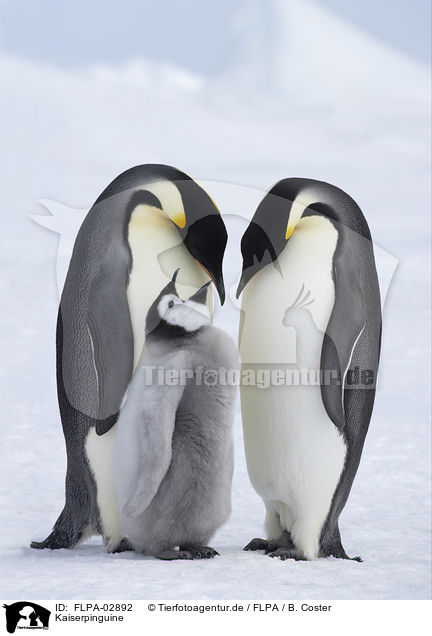 Kaiserpinguine / Emperor Penguins / FLPA-02892