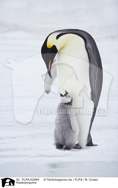 Kaiserpinguine / Emperor Penguins / FLPA-02894