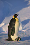 Kaiserpinguine