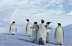 Kaiserpinguine