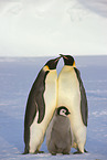 Kaiserpinguine