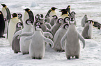 Kaiserpinguine