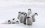 Kaiserpinguine