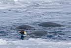 Kaiserpinguine