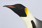 Kaiserpinguin