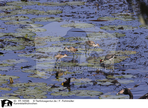 Kammblatth�hnchen / comb-crested jacana / FF-16596