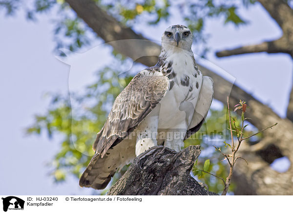 Kampfadler / martial eagle / HJ-03240