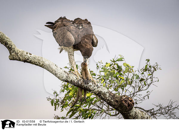 Kampfadler mit Beute / Martial eagle with prey / IG-01558