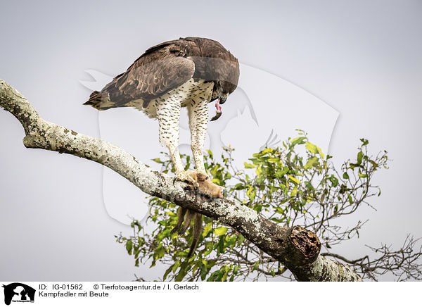 Kampfadler mit Beute / Martial eagle with prey / IG-01562