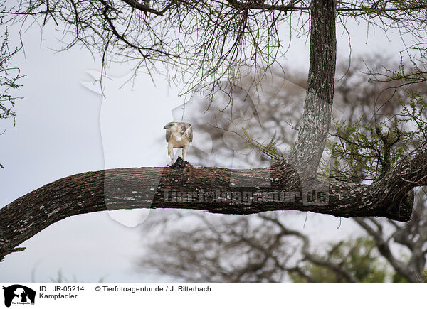 Kampfadler / martial eagle / JR-05214