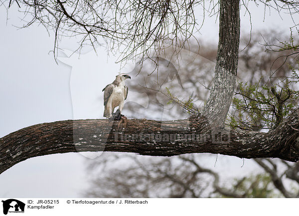 Kampfadler / martial eagle / JR-05215