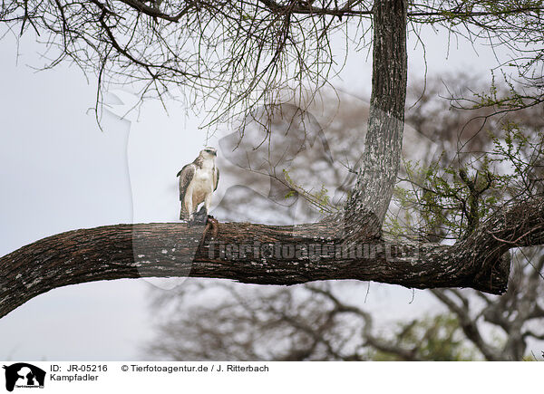 Kampfadler / martial eagle / JR-05216