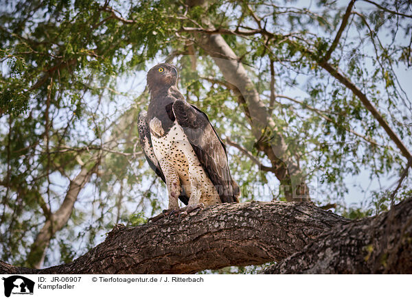 Kampfadler / martial eagle / JR-06907