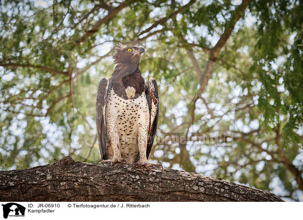 Kampfadler / martial eagle / JR-06910