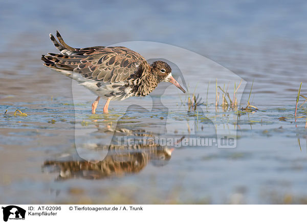Kampflufer / ruff / AT-02096