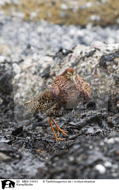 Kampfl�ufer / MBS-14431