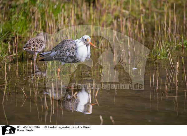 Kampflufer / ruff / AVD-05204