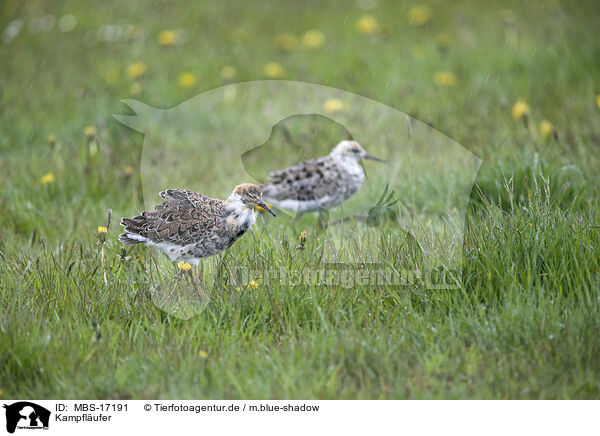 Kampflufer / ruffs / MBS-17191