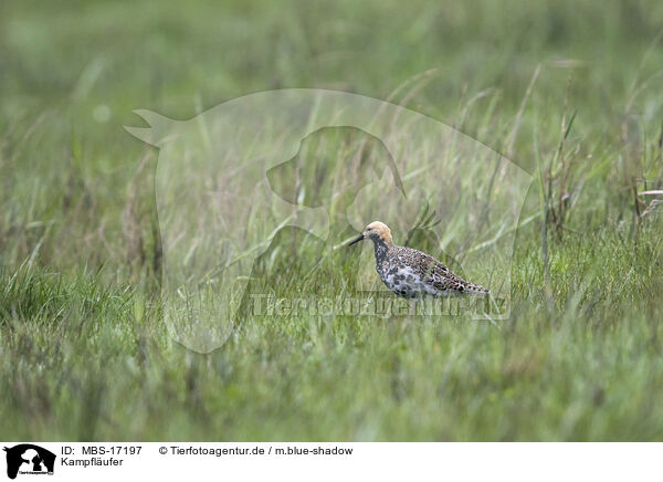 Kampflufer / ruff / MBS-17197