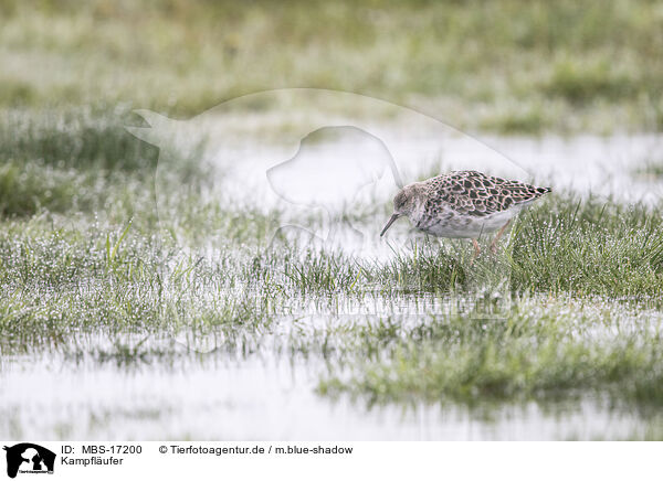 Kampflufer / ruff / MBS-17200