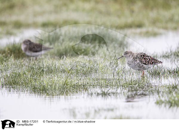Kampflufer / ruff / MBS-17201