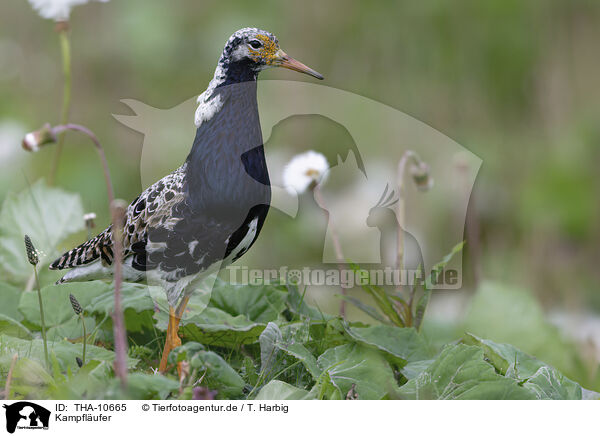 Kampflufer / ruff / THA-10665